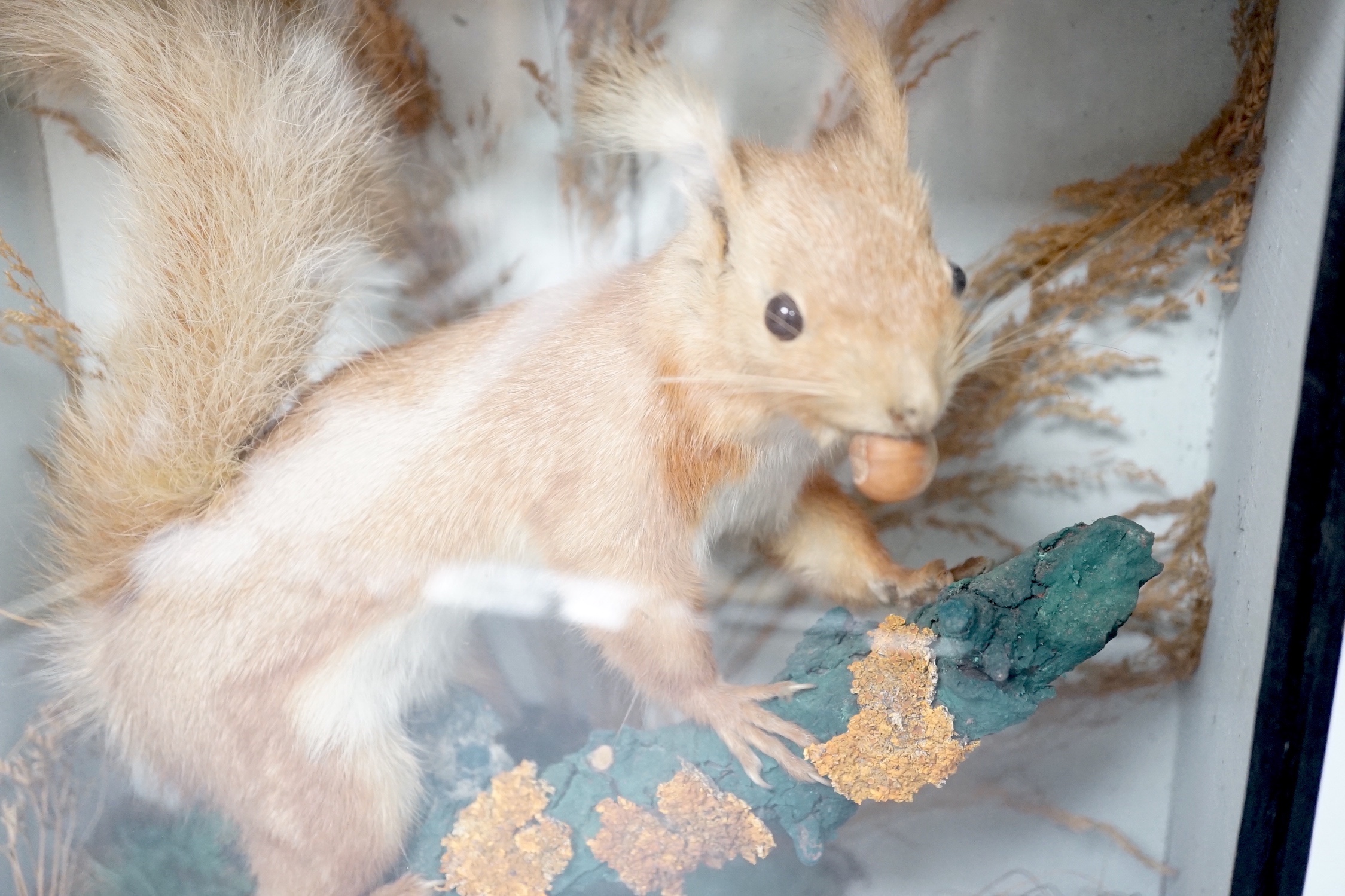 A taxidermy perched red squirrel in glazed wooden case - 31 x 33cm